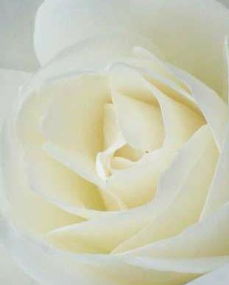 用黑纱包玫瑰表示什么 送玫瑰为什么要蒙黑纱