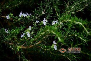 用迷迭香头发越来越密了 长期煮迷迭香洗头好吗