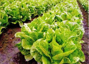生菜种了10多天了还没出苗 怎么种生菜出苗又快又好