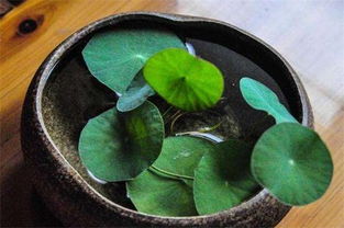 用普通泥土能养碗莲吗 碗莲可以一直水养吗