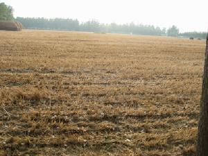 田园土是黄泥土吗 田园土哪里挖最好