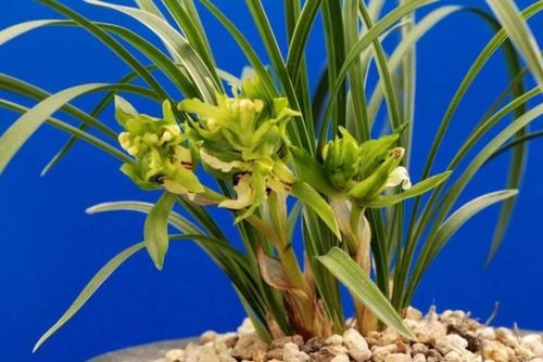 用兰花比喻人 兰花比喻人怎样的精神