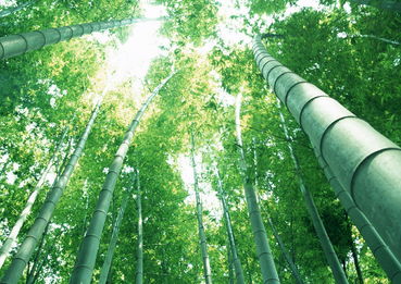 用竹子取一个微信名 高雅不俗竹子的网名