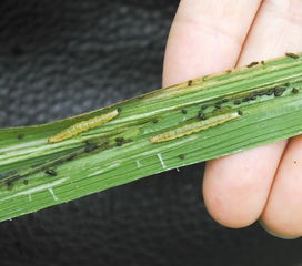 甲维虫螨腈杀钻心虫吗 专杀水稻钻心虫特效药