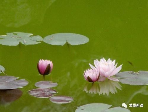 用浮萍比喻人生的句子 比喻浮萍一样无依无靠句子