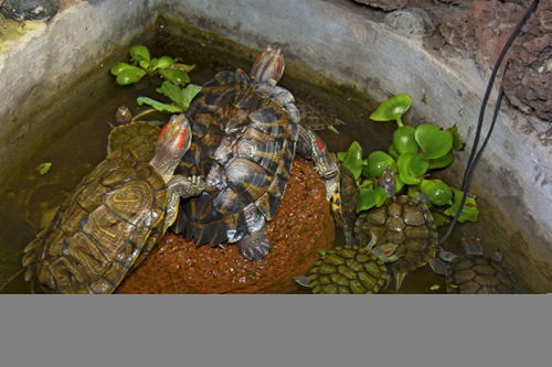 甲鱼换自来水养死了 甲鱼临死前的征兆