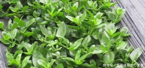 田七菜又名叫啥 野菜田七
