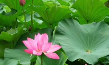 田叶荷花是什么生肖 荷花的一个准确生肖