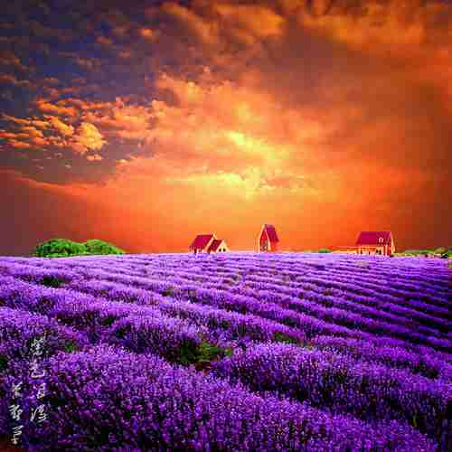 用薰衣草做头像风水好吗 薰衣草做头像吉利吗