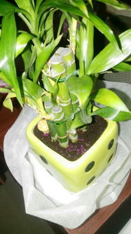 男人抽荷花烟什么意思 女生送男生荷花烟的意义