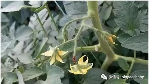 番茄如何授粉 番茄花授粉方式