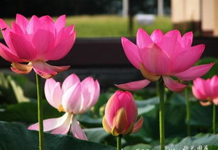 男人的莲花指的是什么 男人用莲花暗示女人什么意思