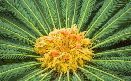男人铁树开花了是啥意思 铁树开花比喻爱情意思
