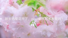 男生说樱花开了的暗示 故乡的樱花又开了,你不来看看吗