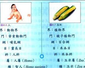 界门纲目科属种大小排序 界、门、纲、目、科、属、种