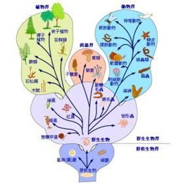 界门纲目科属种记忆口诀 界、门、纲、目、科、属、种