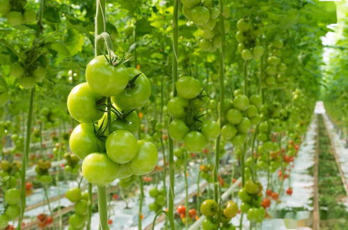 番茄开花后花蒂掉了 番茄开了花没坐果就掉了