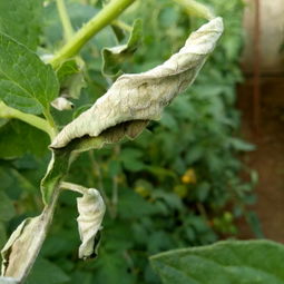 番茄晚疫病用什么药最好 番茄晚疫病最佳治疗方法