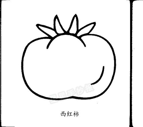 番茄生长过程6张简笔画 番茄生长记录手绘