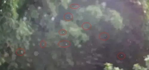 白色会动的小白点是什么虫 柜子上密密麻麻的小白虫
