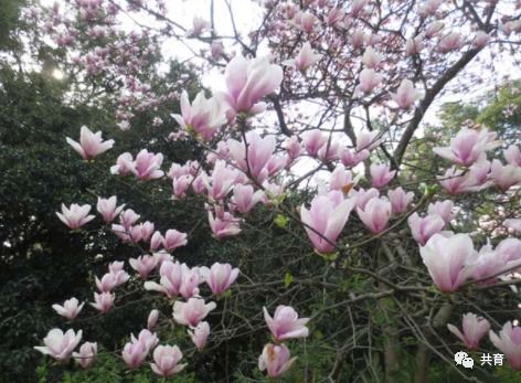 白玉兰象征着哪种人 白玉兰讽刺女人什么