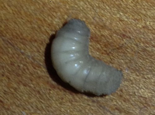 白色像蛆的米粒大小虫 卧室出现白色软体虫像蛆
