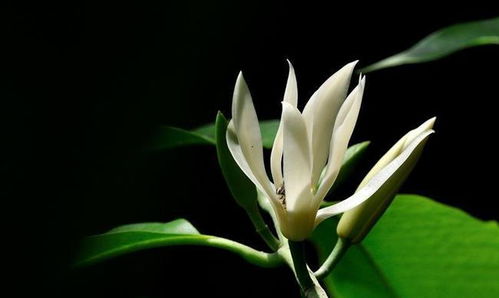 白兰花为什么不能在家养 白兰花为啥不吉利