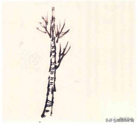 白杨树的精神 白杨树的特点和品质