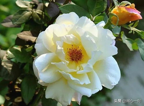 白色月季花吉利吗 月季花为什么不能进家