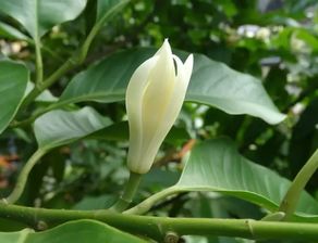 白兰花夏季能移栽吗 白兰花怎样换盆视频