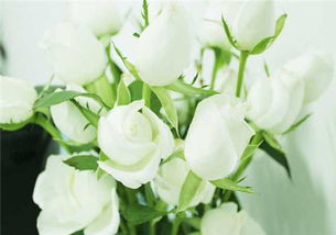 白玫瑰的花语 白玫瑰适合送什么人