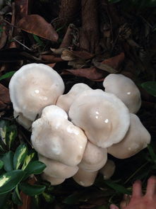 白色一根一根的菇叫什么 白色菇类大全图片名称