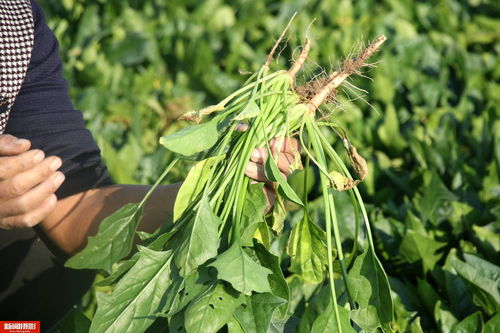 白商陆与红商陆的区别 商陆红根和白根样子