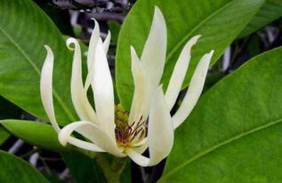 白兰花一年开几次花 白兰花为啥不吉利