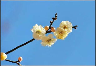 白梅花和绿萼梅哪个好 绿萼梅不适合什么人