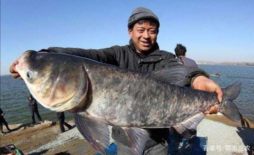 白鲢与花鲢鱼哪个更贵 为什么都不吃白鲢鱼