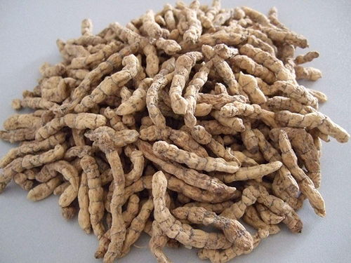 白色的虫草是什么东西 白虫草全草图片功效主治