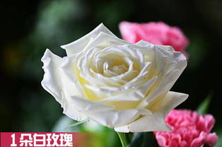 白色玫瑰适合送什么人 送女孩子白玫瑰好不好