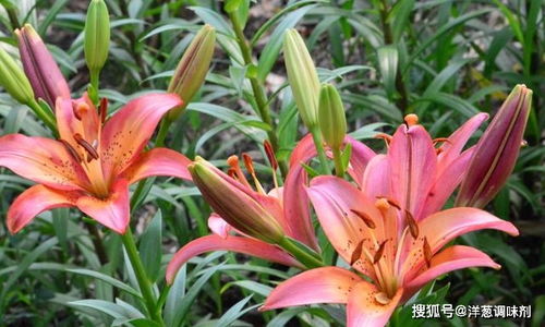 百合几月挖出来最好 百合不挖第二年会发芽吗