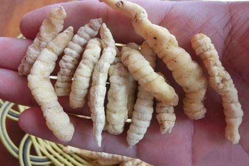 白虫草是不是假虫草 白虫草吃了有什么好处