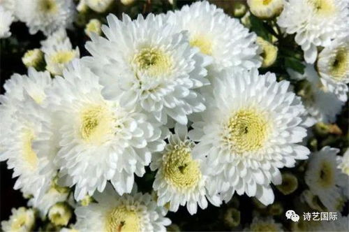 白色的菊花代表着什么 白菊花的象征意义