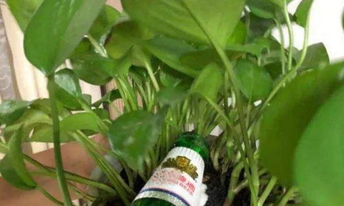 白醋浇三种花最好 啤酒养什么花最好