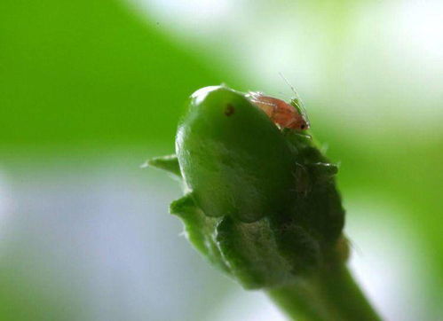 白醋消灭蚜虫最快方法 蚜虫最怕三种药