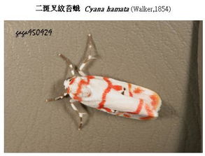 白色飞蛾入屋是吉是凶 屋里进白蛾是什么征兆