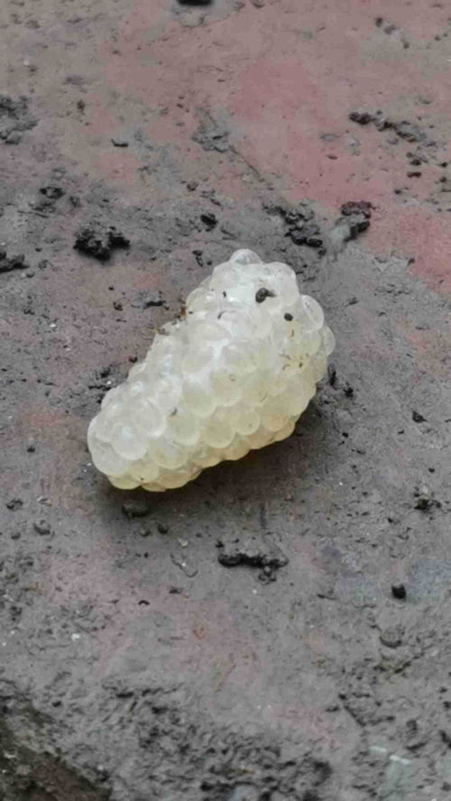 白色米粒一样的虫卵 小小的圆圆的白色的虫卵