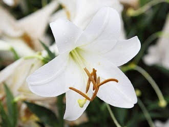 百合花去掉花蕊可以养猫 猫 百合花中毒 谣言