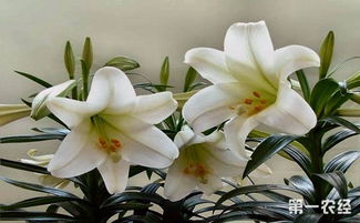 百合花怎么画 百合花的栽培技术