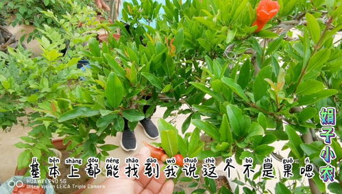 百合竹适合深盆还是浅盆 百合竹老桩好还是飘枝好
