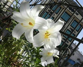 百合花一年开几次花 百合不挖第二年会发芽吗