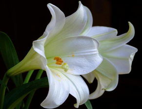 百合花的寓意和花语 百合花不能乱送